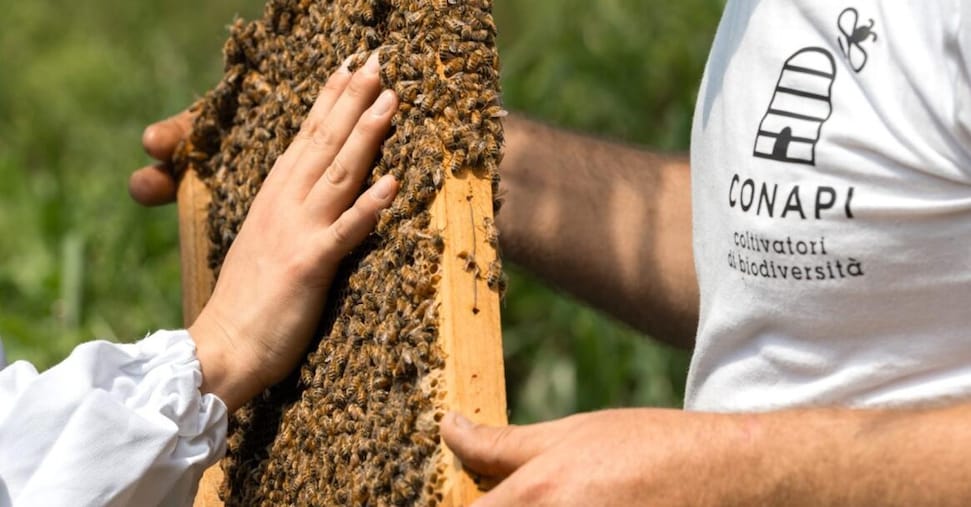 Guerlain Italia and Conapi collectively to guard bees