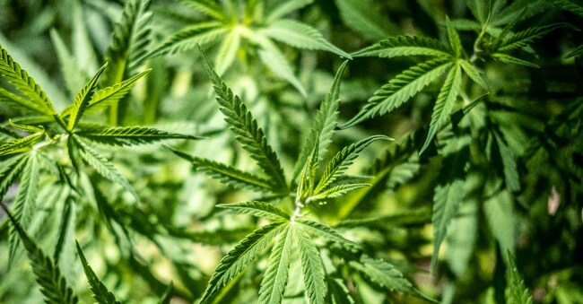 STATI GENERALI SULLA CANNABIS, DROGA