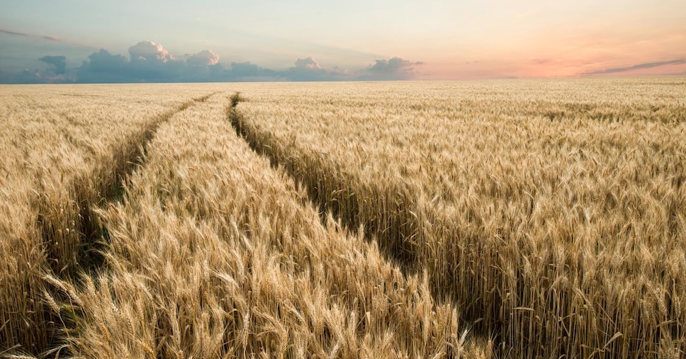 Grano italiano, raccolto a -10% ma i prezzi non risalgono