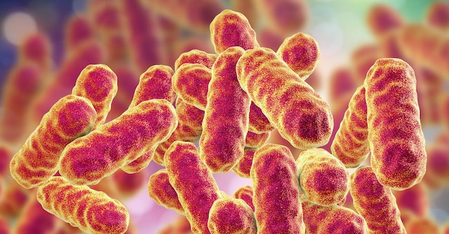 Serratia marcescens bacteria, gram-negative rod-shaped bacteria, causative agents of hospital-aquired nosocomial antibiotic-resistant infections, 3D illustration