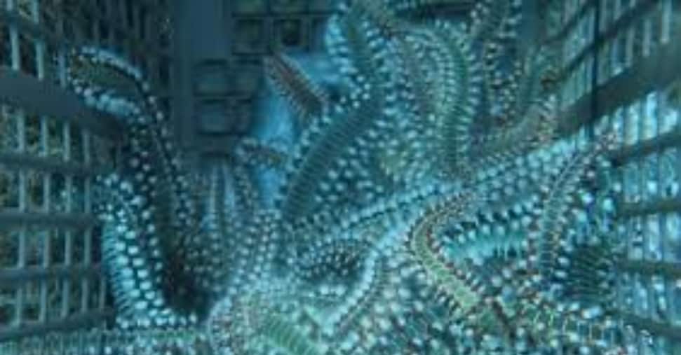 Cos’è il vermocane e perché minaccia i nostri mari