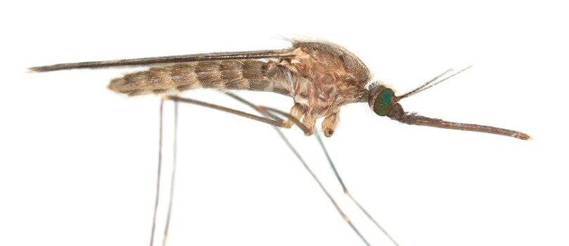 Malaria