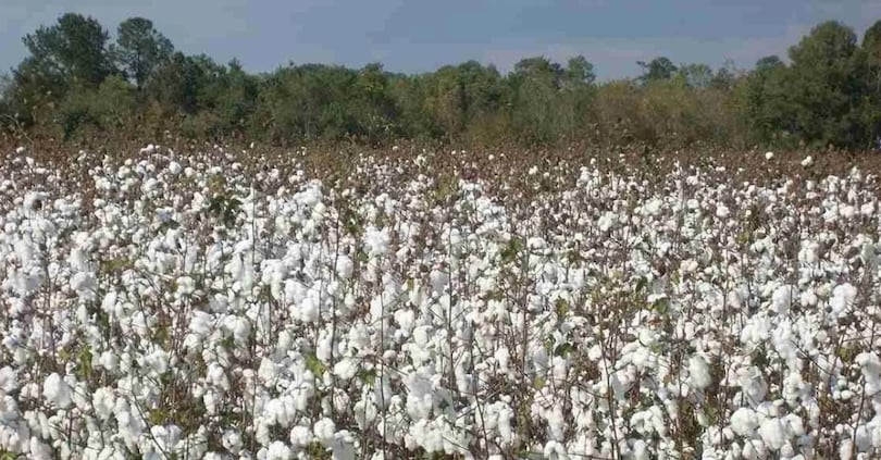 Cresce la filiera del cotone italiano