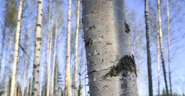 EPA/KIMMO BRANDT