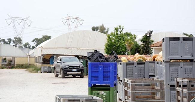 L'Azienda agricola Lovato a Borgo Santa Maria, nella campagne della provincia di Latina, dove lavorava Satnam Singh, il bracciante indiano deceduto 