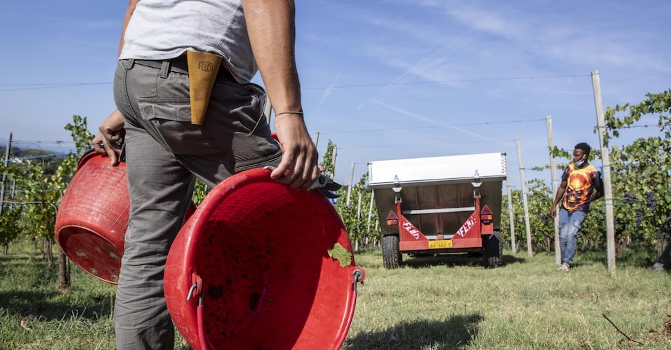 Nelle campagne italiane 230mila lavoratori nella morsa del caporalato Nelle campagne italiane 230mila lavoratori nella morsa del caporalato