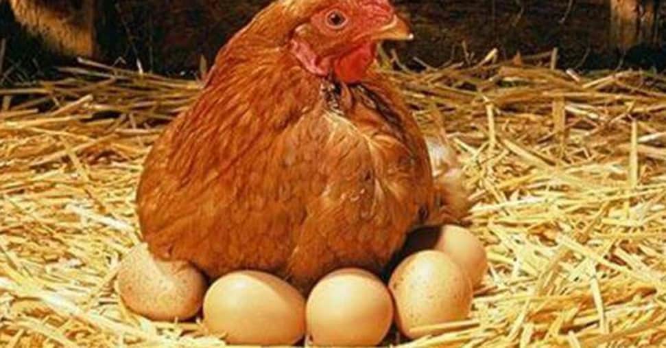 Carni bianche e uova: fatturato a 7,5 miliardi e consumi in ripresa Carni bianche e uova: fatturato a 7,5 miliardi e consumi in ripresa