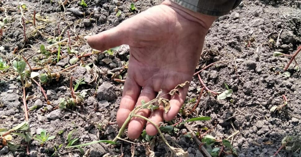 Siccità, emergenza al Sud: rese dimezzate in agricoltura Siccità, emergenza al Sud: rese dimezzate in agricoltura