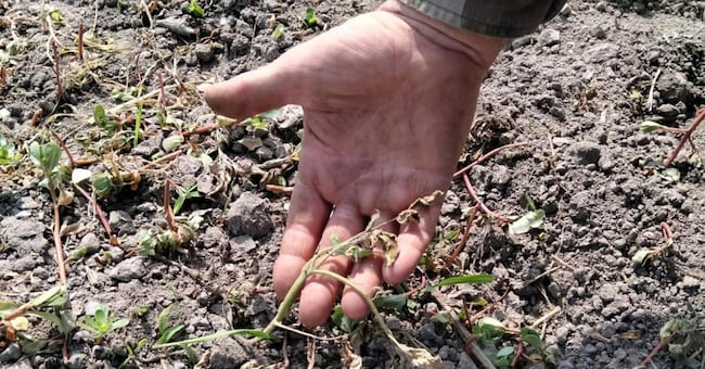 Una pianta di pomodoro. (ANSA/Coldiretti)