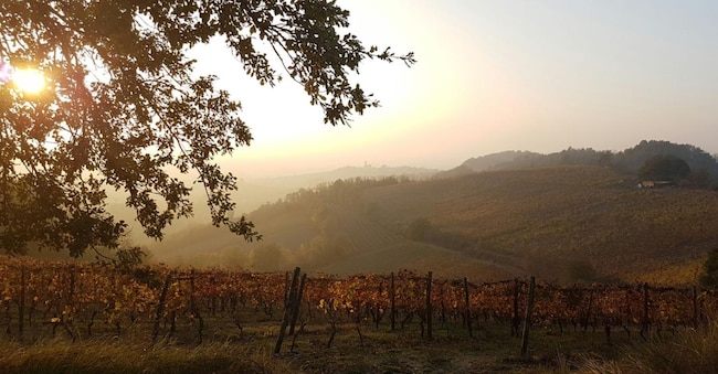 Vigneti di Timorasso Derthona dei Colli Tortonesi