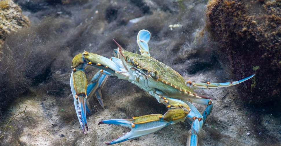 Granchi blu, mucillagini e vermocani: un’estate di flagelli sulla pesca in Italia Granchi blu, mucillagini e vermocani: un’estate di flagelli sulla pesca in Italia