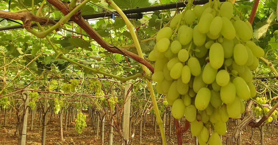 Uva da tavola italiana, l’export in forte crescita minaccia il primato delle mele