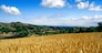 campi di grano prodotto tipico agricoltura biologica modena emilia romagna