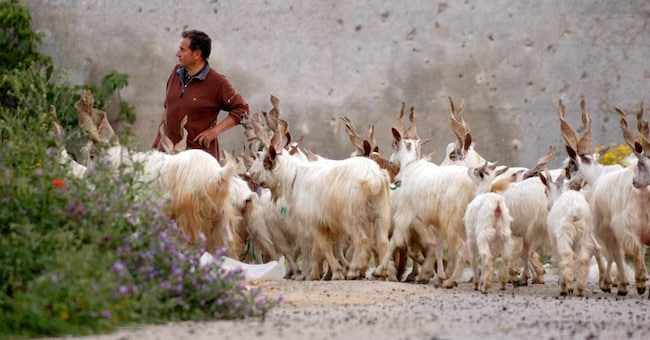Capre girgentane al pascolo 