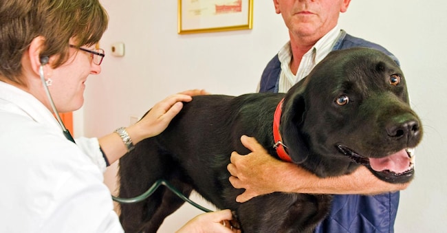 Cani e incolumità pubblica, obbligo di museruola a portata di mano