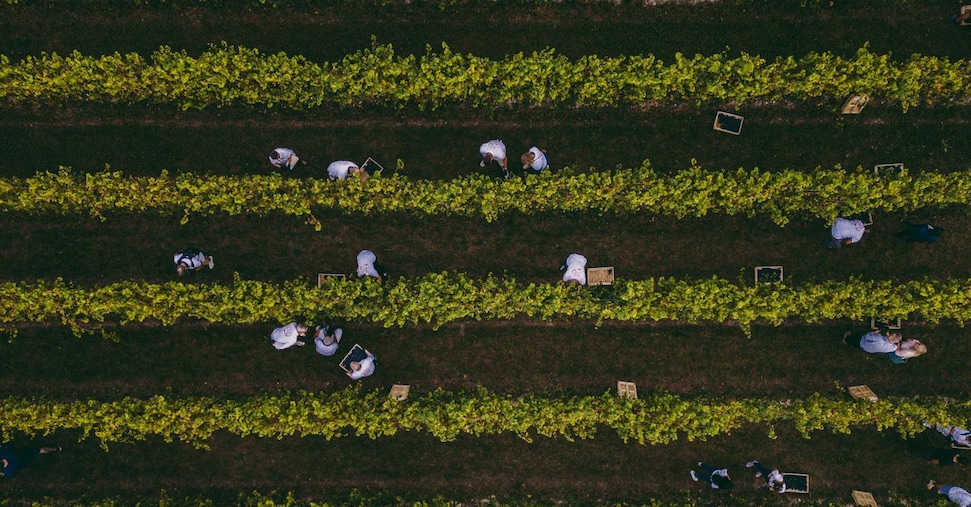 Cambia la vendemmia, ora si vinifica in bianco