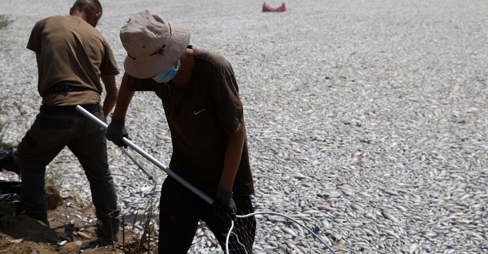 Tonnellate di pesci morti nel porto di Volos, in Grecia. Moria legata al clima