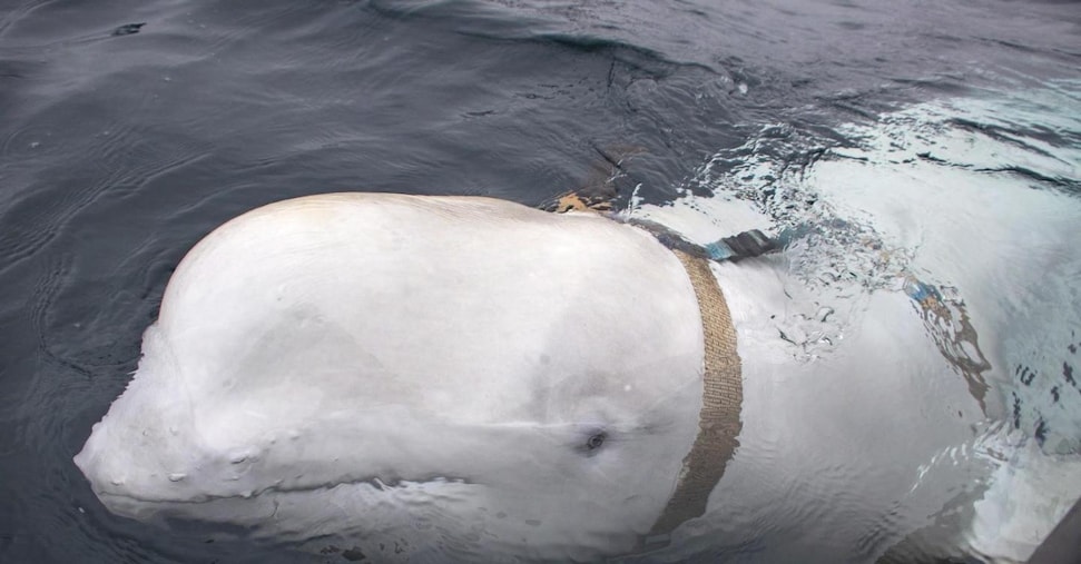 Mistero sulla morte di Hvaldimir, la balena beluga presunta spia russa