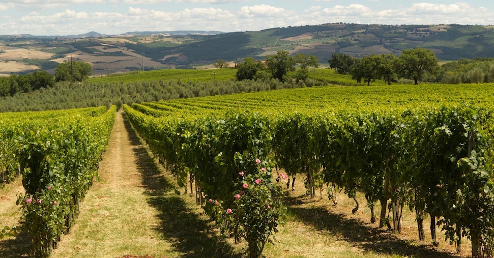 Assegnati 352 nuovi ettari alla Doc del Rosso di Montalcino
