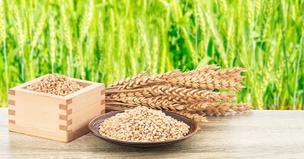 Grano tenero in crisi: l’import supererà il 65% del fabbisogno Grano tenero in crisi: l’import supererà il 65% del fabbisogno