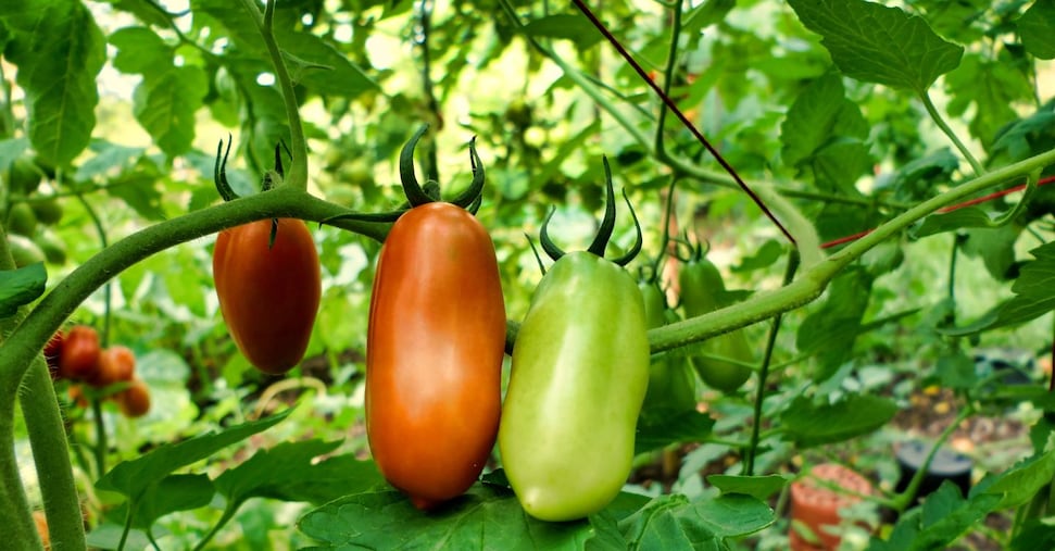 Dagli scarti del pomodoro si ricavano molecole benefiche antiossidanti Dagli scarti del pomodoro si ricavano molecole benefiche antiossidanti