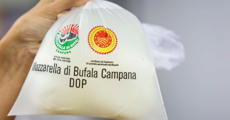Bufala, tutta la ricchezza di latte e mozzarella in un congresso internazionale