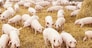 herd of young piglet on hay and straw at pig breeding farm