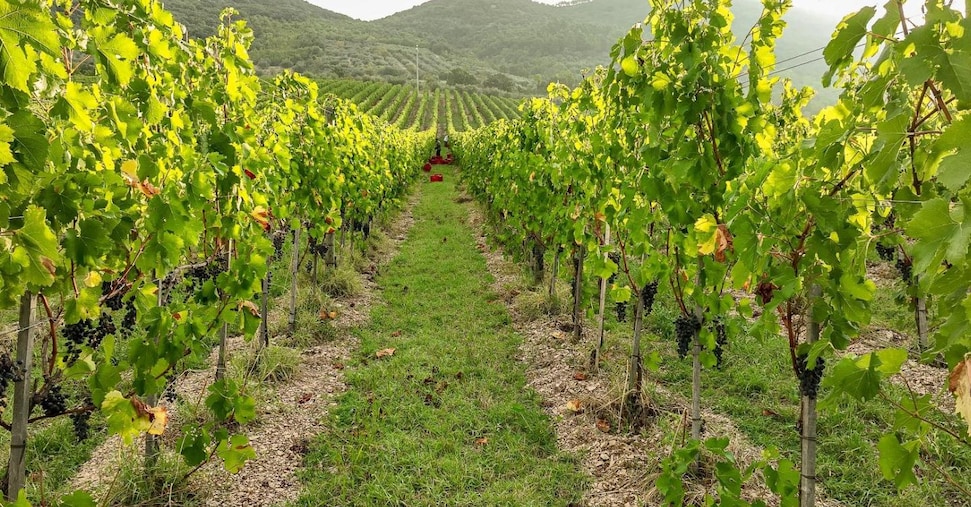 L’Umbria punta sulle bollicine: via al distretto sull’Appennino con il progetto Spum.e