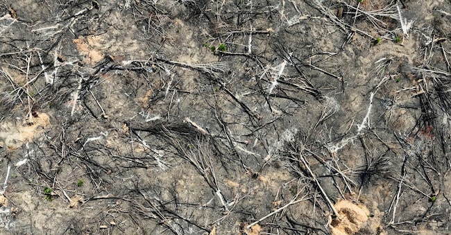 Una zona colpita dalla deforestazione a Bonfim, nello stato brasiliano di Roraima