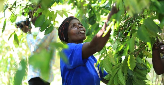 Lavoratrice nelle coltivazioni di caffè in Uganda