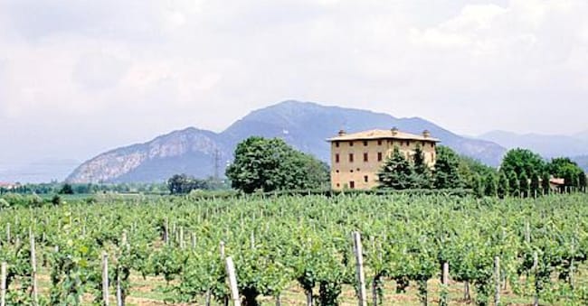 Vigne in Franciacorta