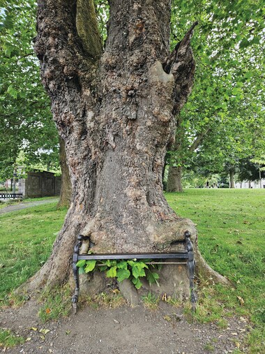 Il potere terapeutico degli alberi: così il verde fa bene alla salute