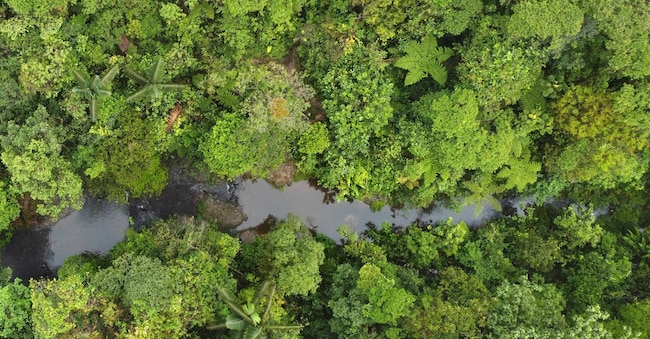 Riserva indigena El Gran Sabalo Indigenous Reservation (Colombia) 
