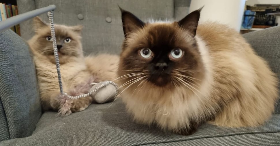 In forte calo gli investimenti in start up per animali domestici