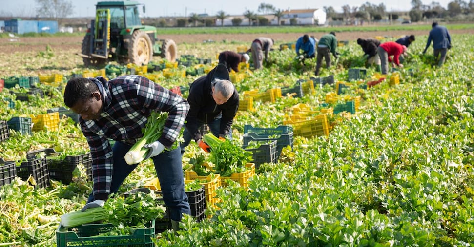Decreto flussi, dal 1 novembre al via le richieste per l’occupazione dei lavoratori stranieri. Ecco come fare