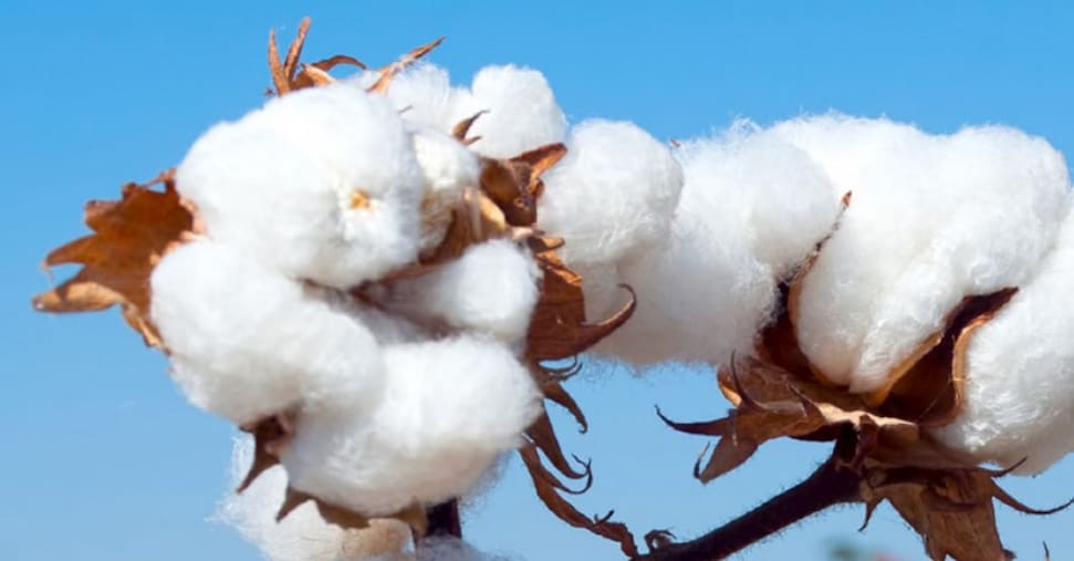 Cotone, ecco perché la fibra naturale più diffusa non è ancora la più sostenibile Cotone, ecco perché la fibra naturale più diffusa non è ancora la più sostenibile