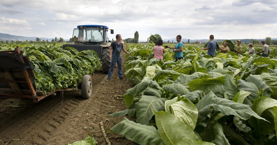 Dai contratti di filiera di Manifatture Sigaro Toscano nasce Terra