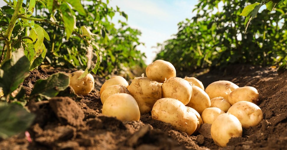 Peggiora la crisi delle patate: produzione in calo e prezzi in aumento Peggiora la crisi delle patate: produzione in calo e prezzi in aumento