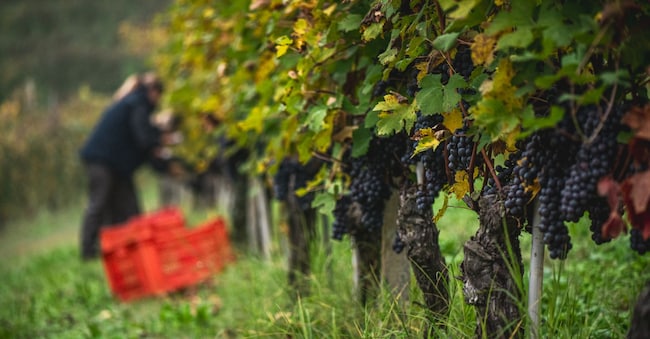 Vigneti di Nebbiolo nelle vigne Ascheri