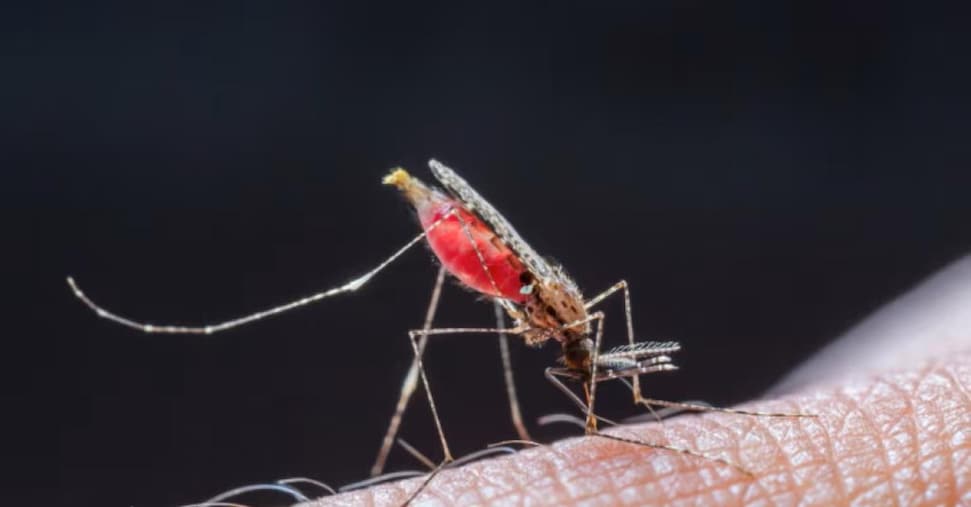 Malaria: un caso autoctono a Verona, subito le indagini per capire se la zanzara è “locale”