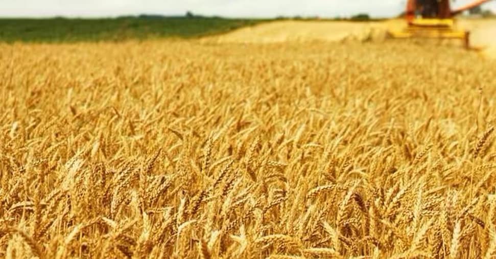 Coldiretti e Consorzio Birra lanciano l’allarme”
