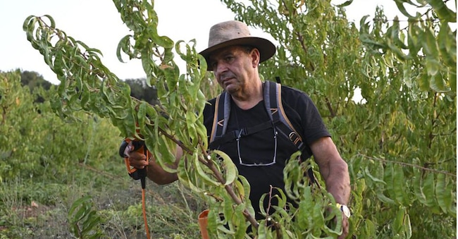 Un agricoltore israeliano nel villaggio di Goren, nel Nord