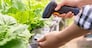Closeup of modern farmer checking organic vegetables identification with barcode scanner in hydroponics farm futuristic scanning system. Technology and futuristic business. Agriculture and farming
