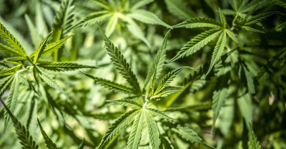 La cannabis come il tabacco: il M5S propone il «monopolio di Stato» mentre il Governo punta alla stretta