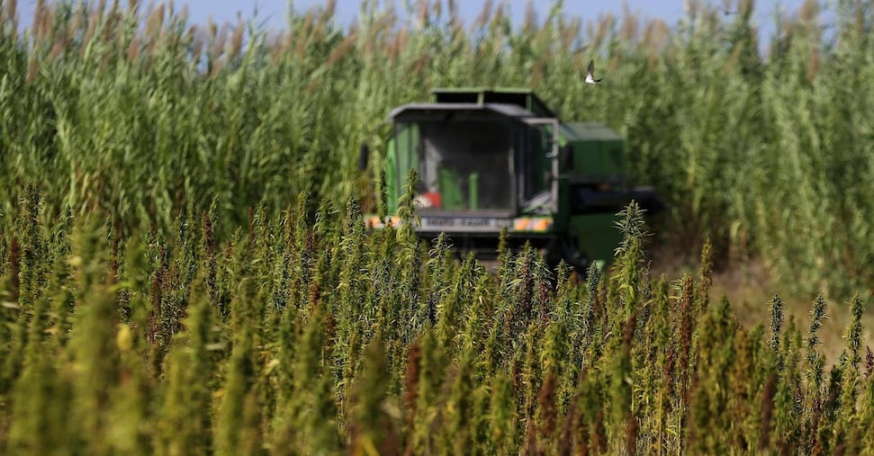 Agricoltori contro il governo: la filiera della canapa rischia di chiudere Agricoltori contro il governo: la filiera della canapa rischia di chiudere