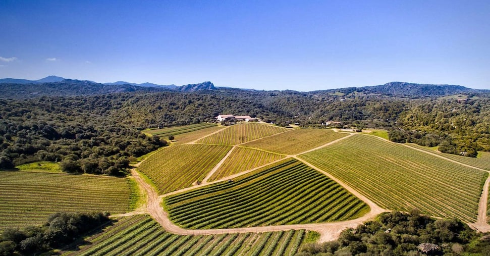 Estirpazione dei vigneti: sì condizionato dalla Ue