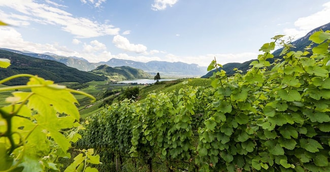 I vigneti del Lago di Caldaro, in Alto Adige
