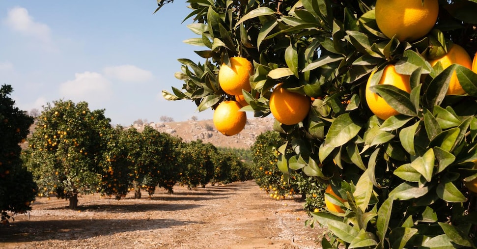 Dissalatori e acque reflue per combattere la sete delle arance di Sicilia