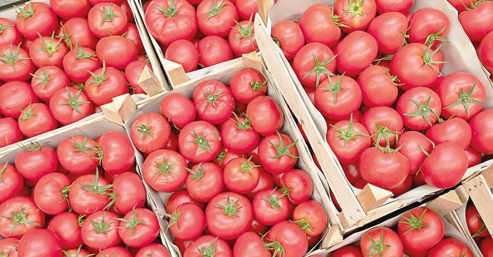 Il pomodoro italiano è minacciato da clima e prodotti cinesi Il pomodoro italiano è minacciato da clima e prodotti cinesi