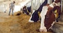 Healthy dairy cows feeding on fodder standing in row of stables in cattle farm barn with worker adding food for animals in blurred background. Concept of farming business and taking care of livestock
